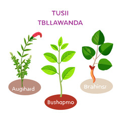 Collection of Ayurvedic Herbs and leafs