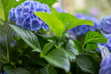 Close-up of Blue Hydrangea Flowers in Bloom