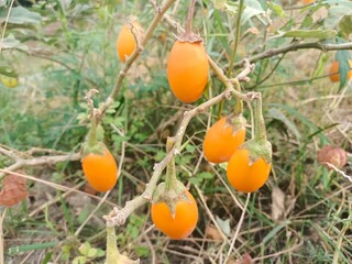 Eggplants left on the tree too long will turn yellow or brown, indicating that the fruit is...