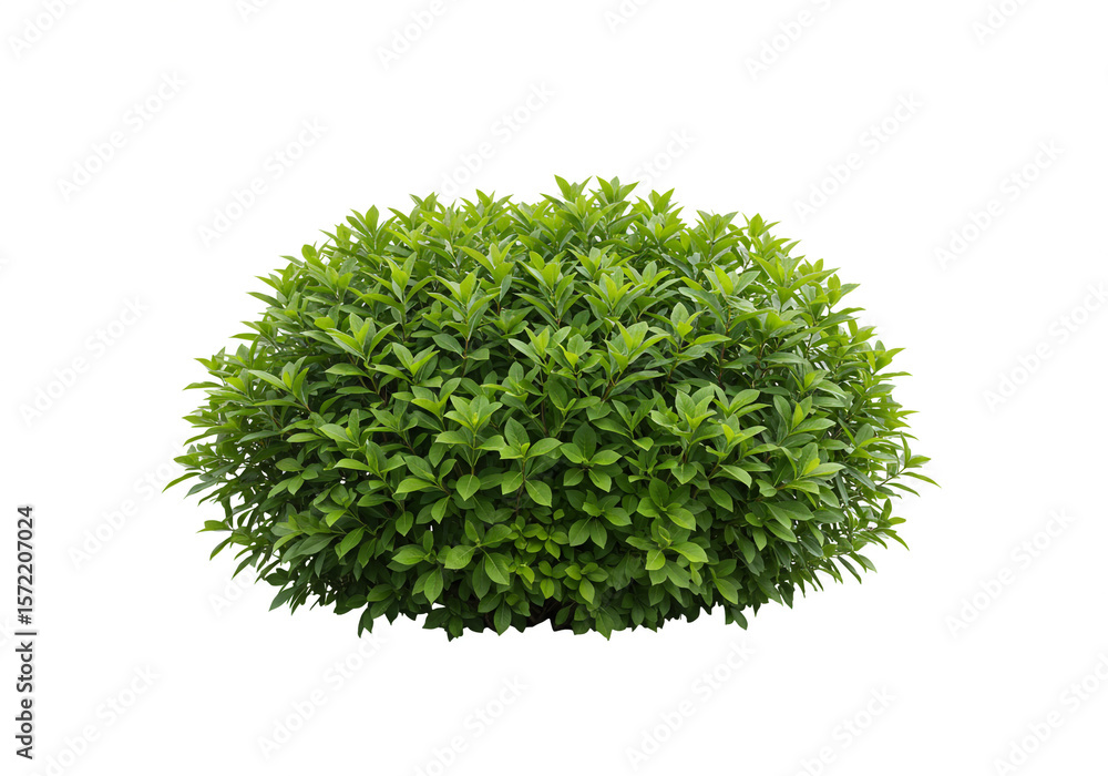 Fototapete Isolated round bush with green leaves on a white background in a studio setting for design work