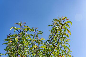 Malosma is a plant genus which contains only a single species, Malosma laurina, with the common...