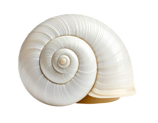 Spiral Shell: A pristine, pearlescent spiral shell, showcasing intricate patterns of nature's architecture and echoing the tranquil rhythm of the ocean.