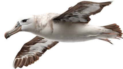 Majestic albatross in flight with white plumage – transparent PNG background, high detail wildlife bird isolated for cutout ready design