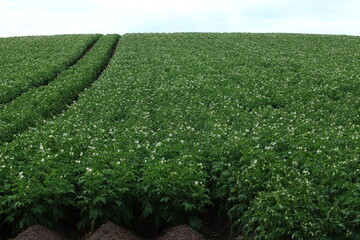 広大なじゃがいも畑
