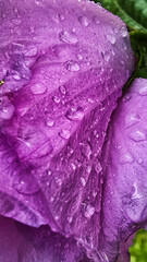 Macro photography of purple flower petal covered with water droplets. Close-up, texture and bright color of petal, fresh and natural background. wellness, skin care, nature-themed design.