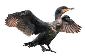 Cormorant bird isolated on transparent background - high resolution PNG perfect for cutouts