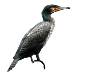 Fototapeta premium Cormorant bird isolated on transparent background - high resolution PNG perfect for cutouts