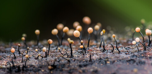 Physarum album slime mold growing on decaying wood in tropical forest