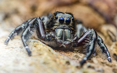 Hyllus giganteus spider standing on a wood surface