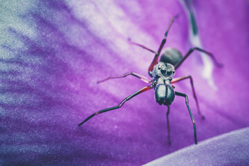 Ant mimicking spider walking on purple flower petal