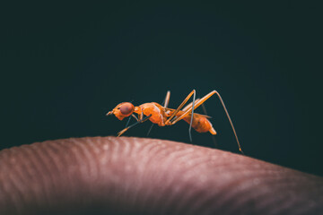 Orange stilt-legged fly walking on fingertip against dark background