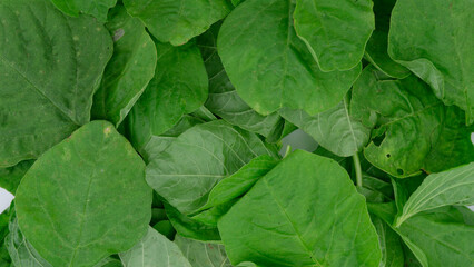 fresh spinach isolated white background