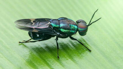 Iridescent signal fly resting on vibrant green leaf