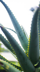 A close-up, low-angle view of sharp-edged aloe vera leaves, backlit against a bright, overcast sky