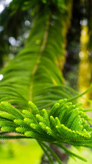A dynamic low-angle view of a conifer branch with vibrant green new growth, reaching upwards into...