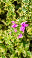A delicate cluster of small pink flowers emerges from a backdrop of vibrant green and white...