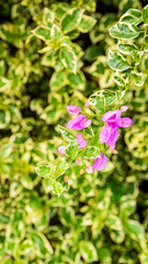 A close-up of vibrant pink flowers nestled amongst striking green and white variegated leaves, creating a lively contrast