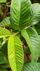 A close-up of lush green guava leaves, with prominent veins and a fresh, healthy appearance