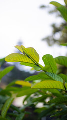 Fototapeta premium Close-up of vibrant green and yellow-tinged leaves on a branch, with a soft, blurred background