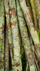 A collection of tree roots or branches, heavily covered in green lichen, showcasing organic textures