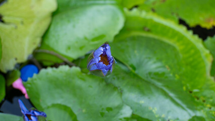 A violet water lily bud, just beginning to unfurl its petals, surrounded by green lily pads