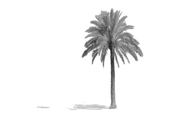 Grayscale palm tree, isolated