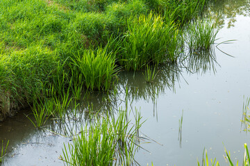 Green water plants and grass growing along the edge of a shallow pond or stream in summer, with...