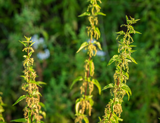 Close-up of common nettle (Urtica dioica) with seeds in summer sunlight. Medicinal plant used in...