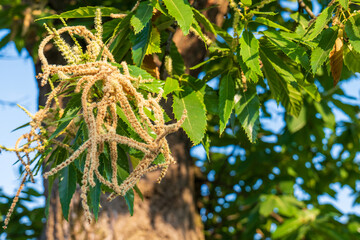 Castanea sativa tree with green leaves, flowers (catkins), and pollinating bee. Medicinal and...