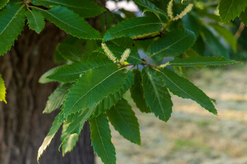Close-up of sweet chestnut leaves and catkins on tree branch in summer. Detailed foliage texture and green color in natural daylight.