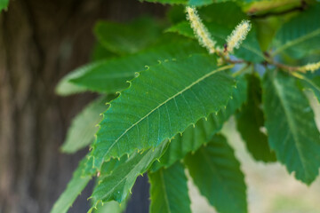 Close-up of sweet chestnut leaves and catkins on tree branch in summer. Detailed foliage texture and green color in natural daylight.