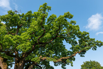 Crown of an ancient 600-year-old English oak (Quercus robur) in Giraltovce, Slovakia. Wide branches and lush green foliage against blue sky. Historic natural monument.