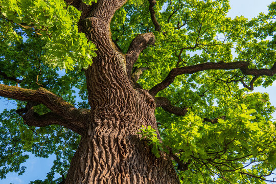 Ancient oak tree (Quercus robur) around 600 years old in Giraltovce, Slovakia. Massive trunk, wide branches and green canopy viewed from below. Symbol of strength and natural heritage.