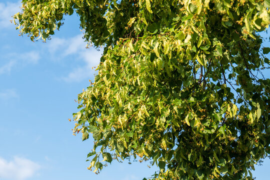 Blooming linden tree (Tilia sp.) &ndash; a key nectar source for bees. Flowers are used in herbal tea for calming, lowering blood pressure and supporting heart health.