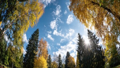 Autumn forest canopy, sunbeams pierce through