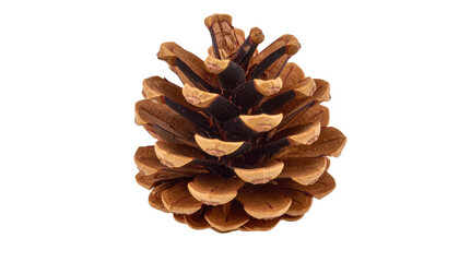 Pine cone close up image isolated on transparent background