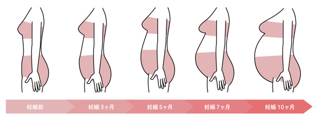 妊娠週数によるおなかの大きさの変化