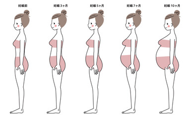 妊娠週数によるおなかの大きさの変化