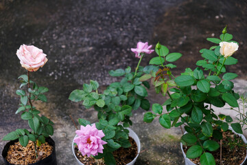 Close-up of rose flower in the home garden