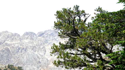 Chitral Gol National Park Mountains with Copy Text Space. Majestic Himalayan Landscape Element for Travel Posters, Nature Illustrations, and Scenic Design Projects. PNG File