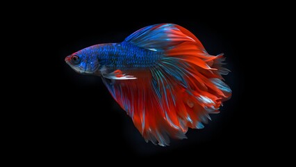Movement power of betta fighting fish over isolated black background. The moving moment beautiful...
