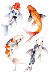 Fototapeta premium Colorful koi fish in dynamic poses