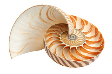 Nautilus shell cross section intricate spiral chambers marine life