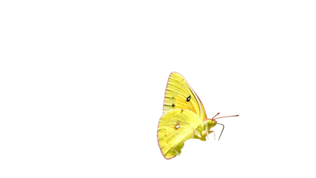  Butterfly with Copy Text Space. Delicate Winged Insect Element for Nature-Themed Designs, Garden Illustrations, and Wildlife Art Projects. PNG File