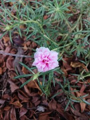 pink flower in the rain