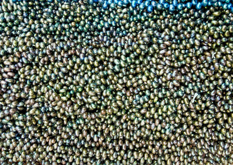 Black pearl background and texture. Beautiful freshwater black pearl 