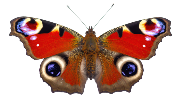 Red butterfly isolated on transparent background - Powered by Adobe