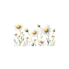 Fresh white daisy flowers bouquet with yellow centers isolated on white background