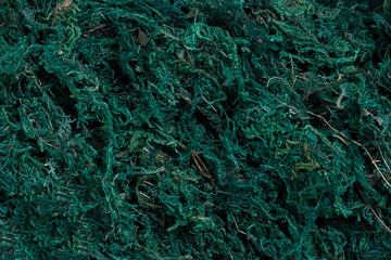 Background image of a close-up of dried turquoise moss.