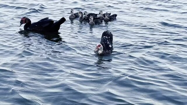 Ducks swimming in the pond
